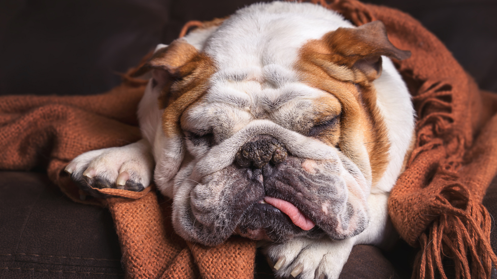 Спящая собака породы английский бульдог 