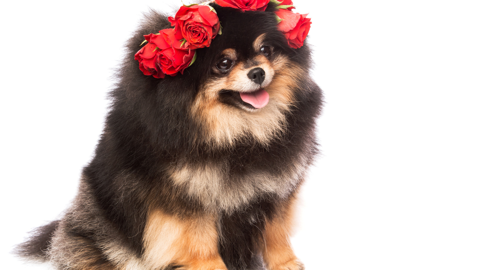 Пушистый шпиц с высунутым языком с розами на голове