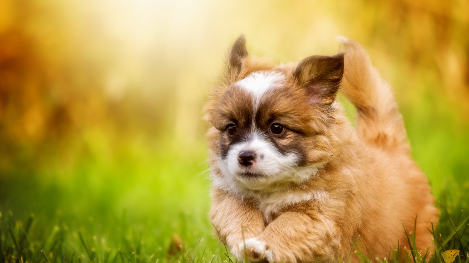 Забавный щенок вельш-корги бежит по зеленой траве