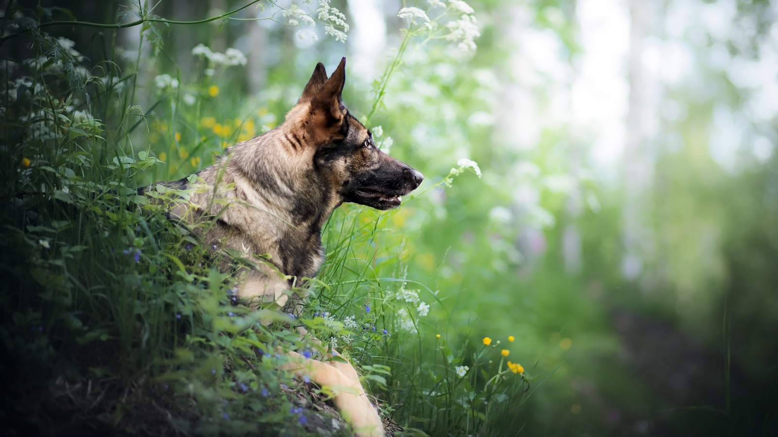 Немецкая овчарка сидит в засаде в зеленой траве