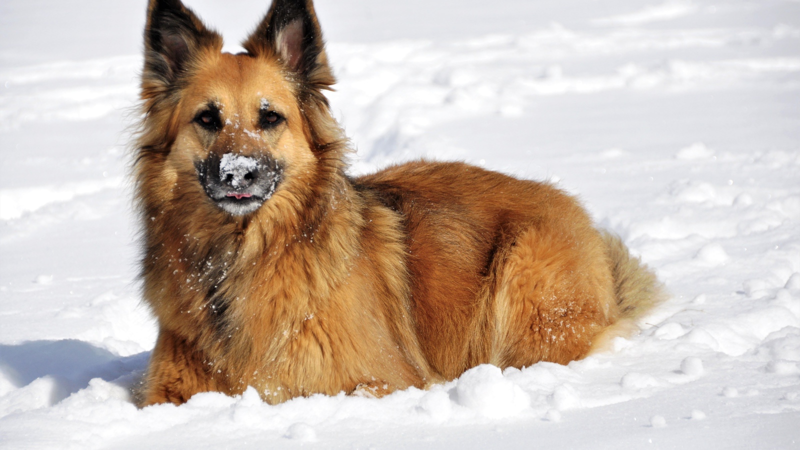 Немецкая Овчарка лежит на снегу зимой