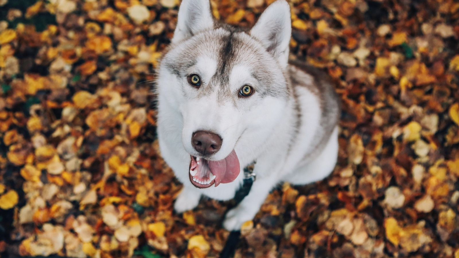 Хаски с высунутым языком смотрит на хозяина