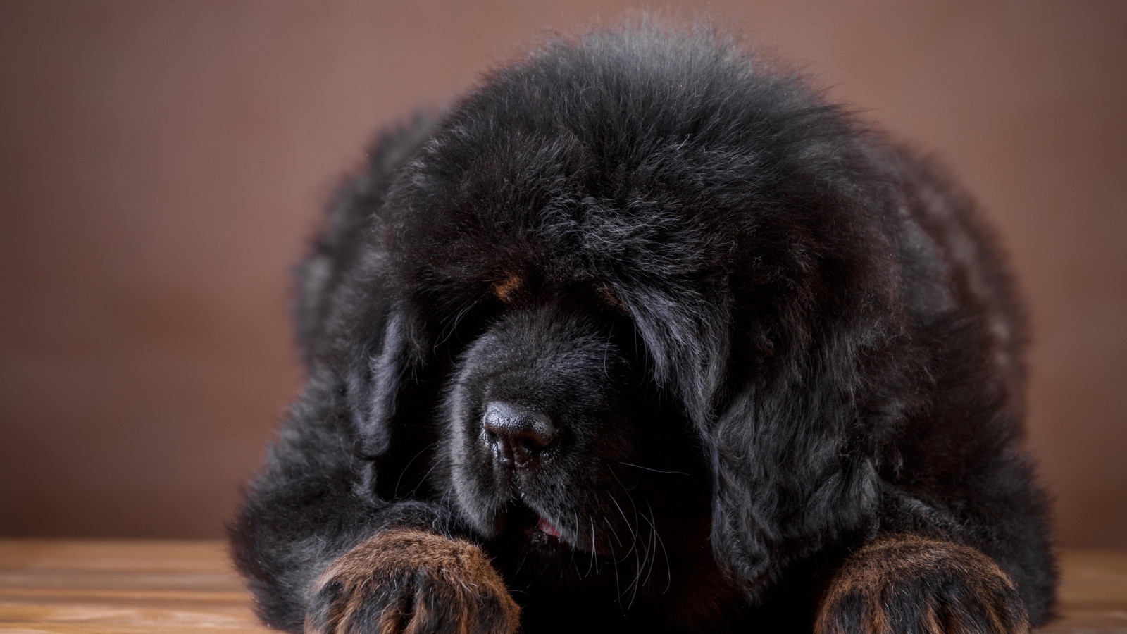 Большой пушистый черный щенок тибетского мастифа