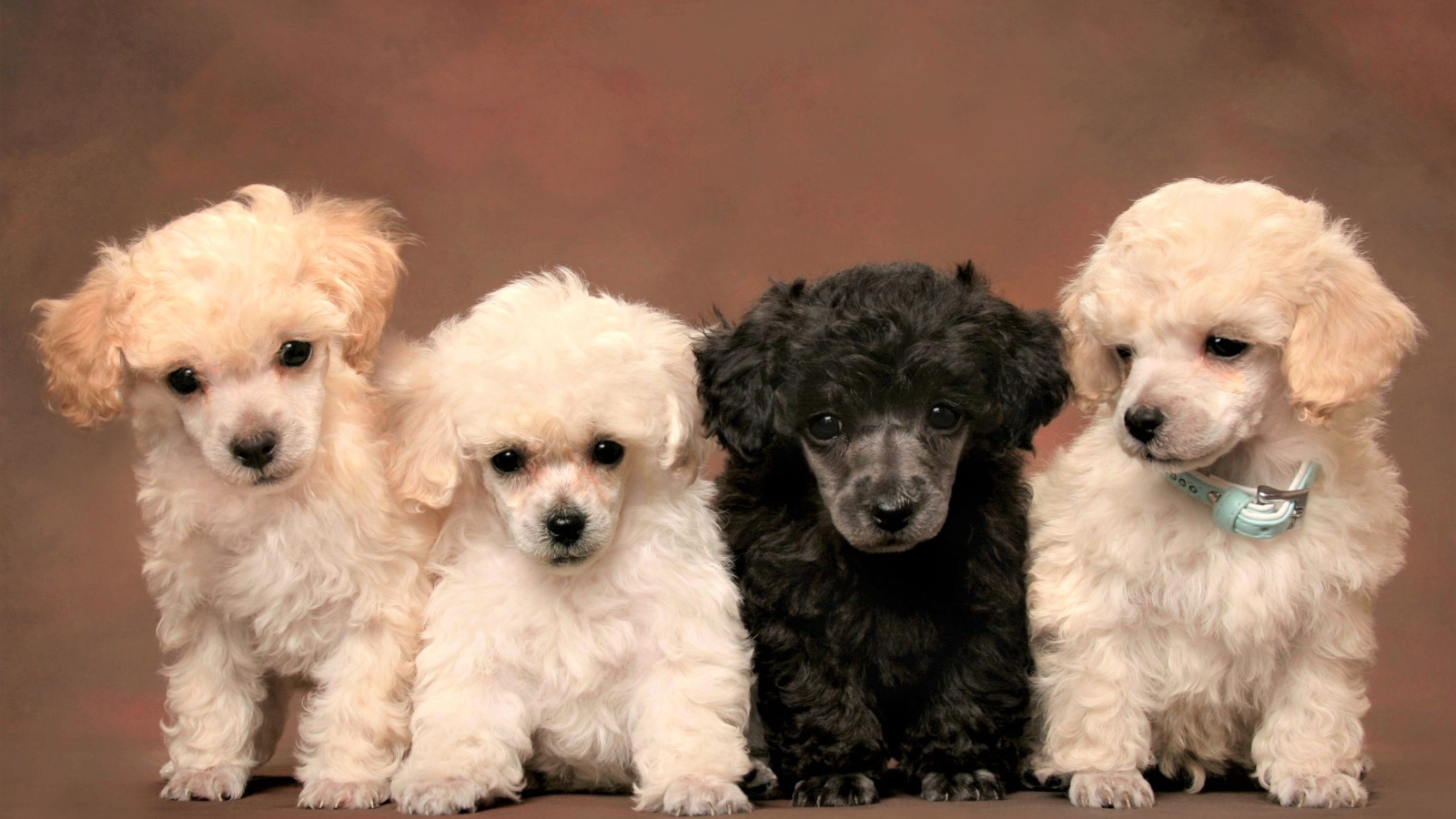 Маленькие забавные щенки пуделя