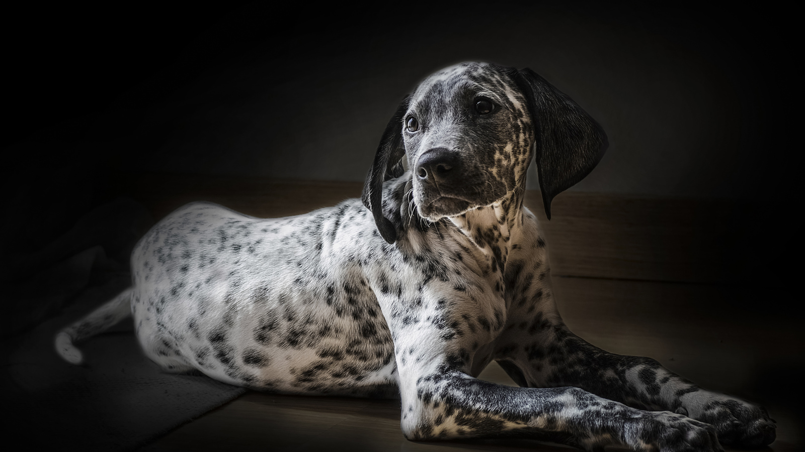 Лежащий щенок далматин на черном фоне