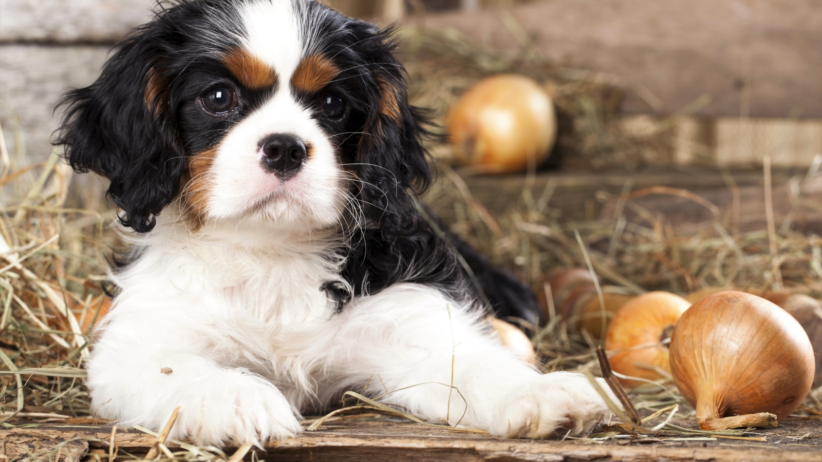 Щенок Кавалер Кинг Чарльз Спаниель лежит на сухой траве