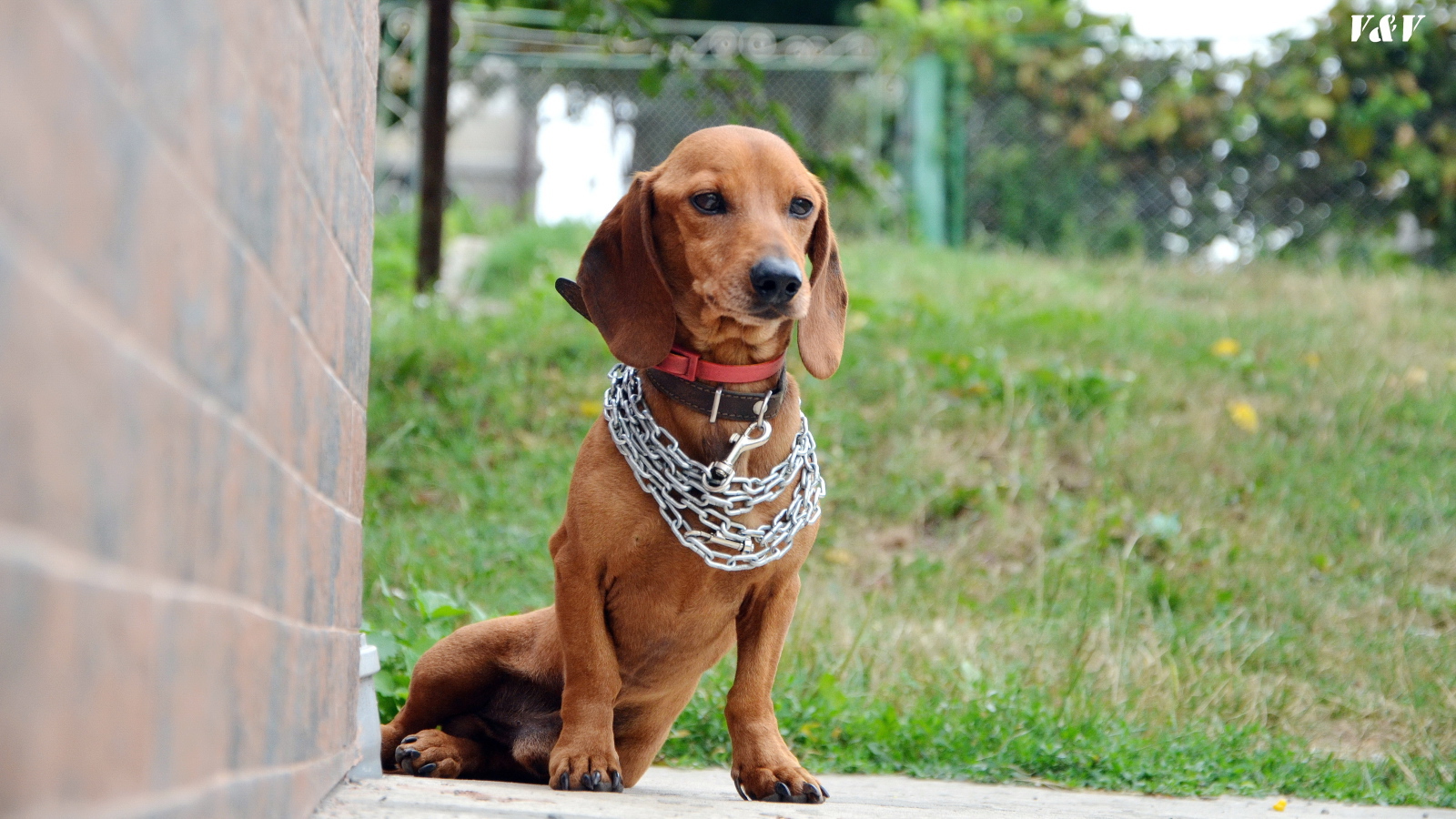 Грустная такса с цепью на шее