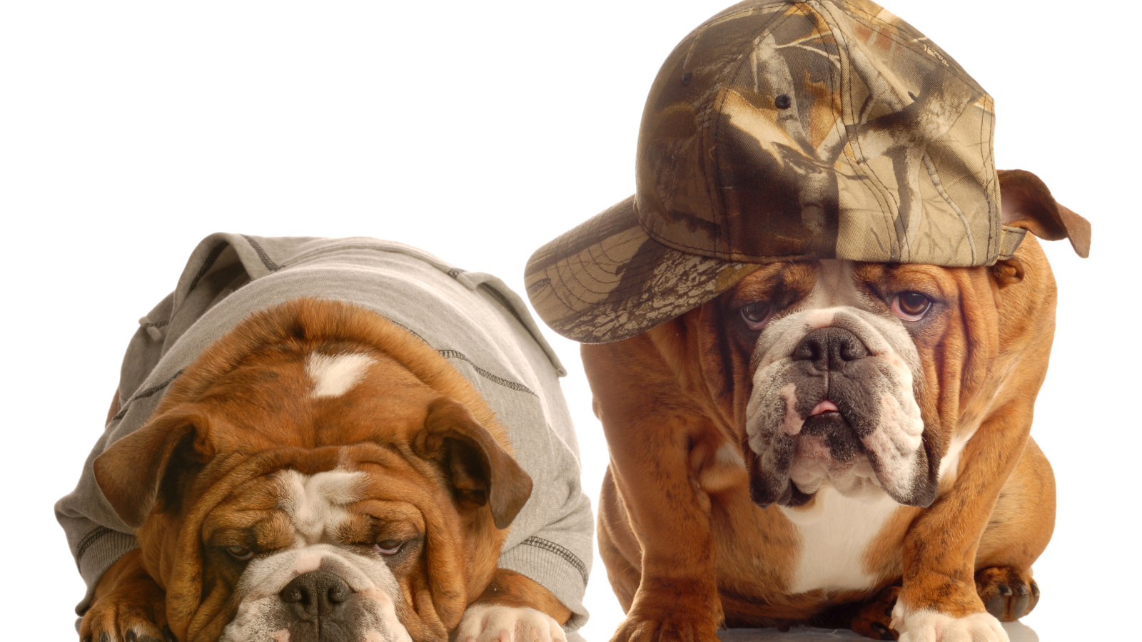Грустные бульдоги в костюмах на белом фоне