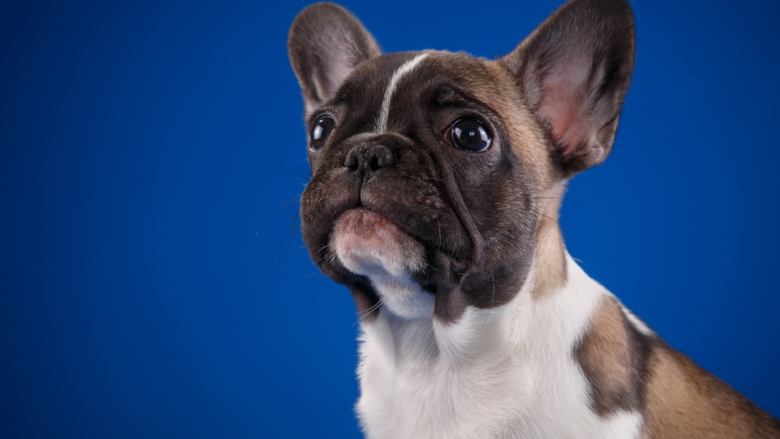 Грустный маленький французский бульдог на голубом фоне