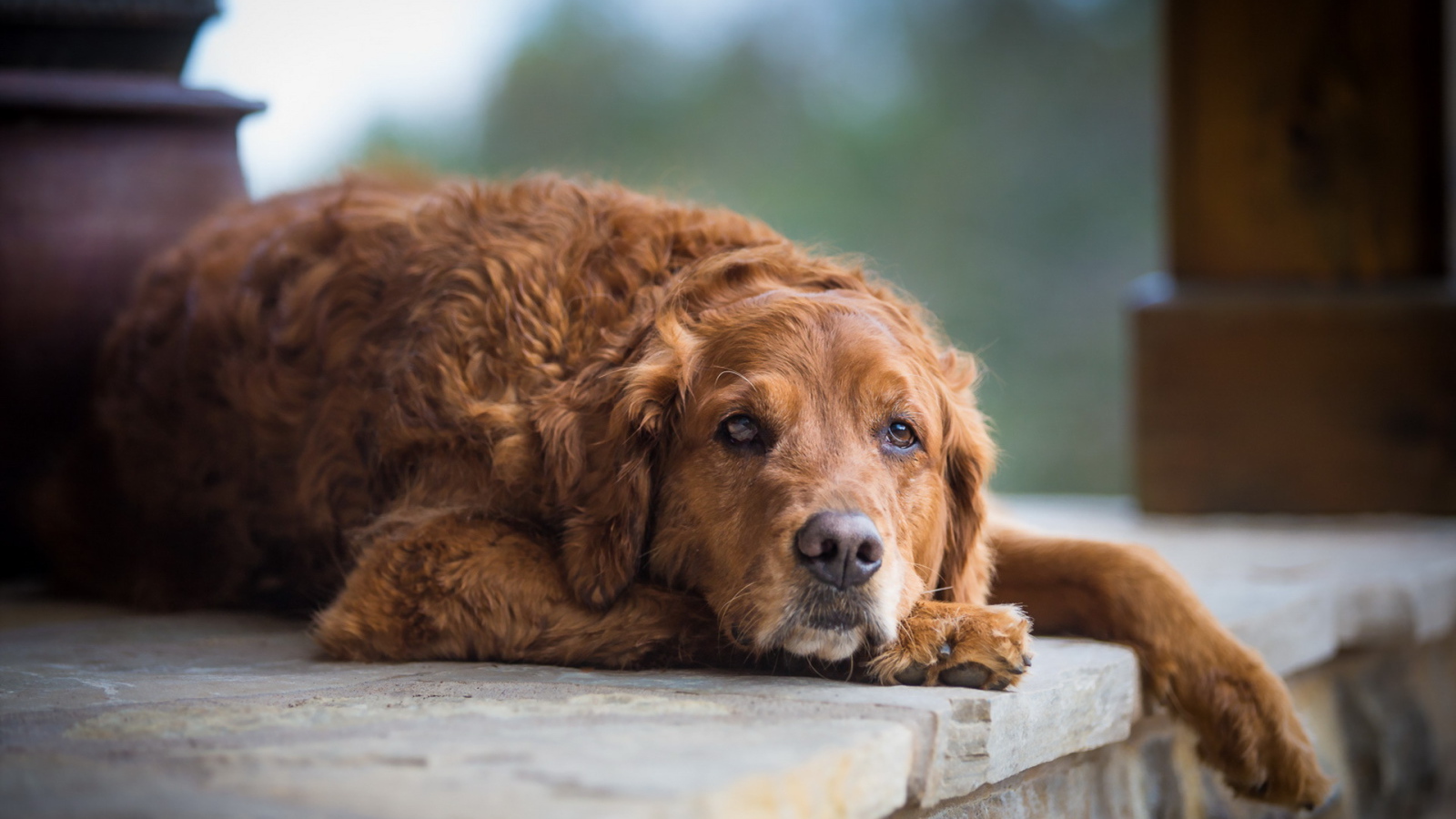 Грустный взгляд большой рыжей собаки
