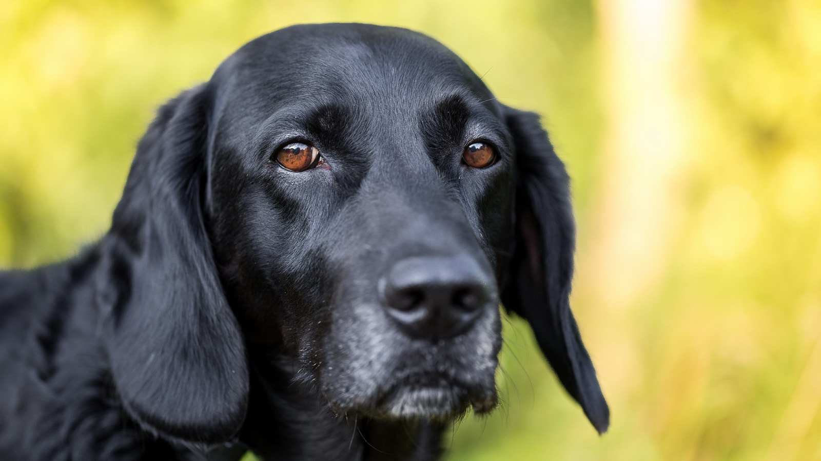 Грустная морда черного лабрадора