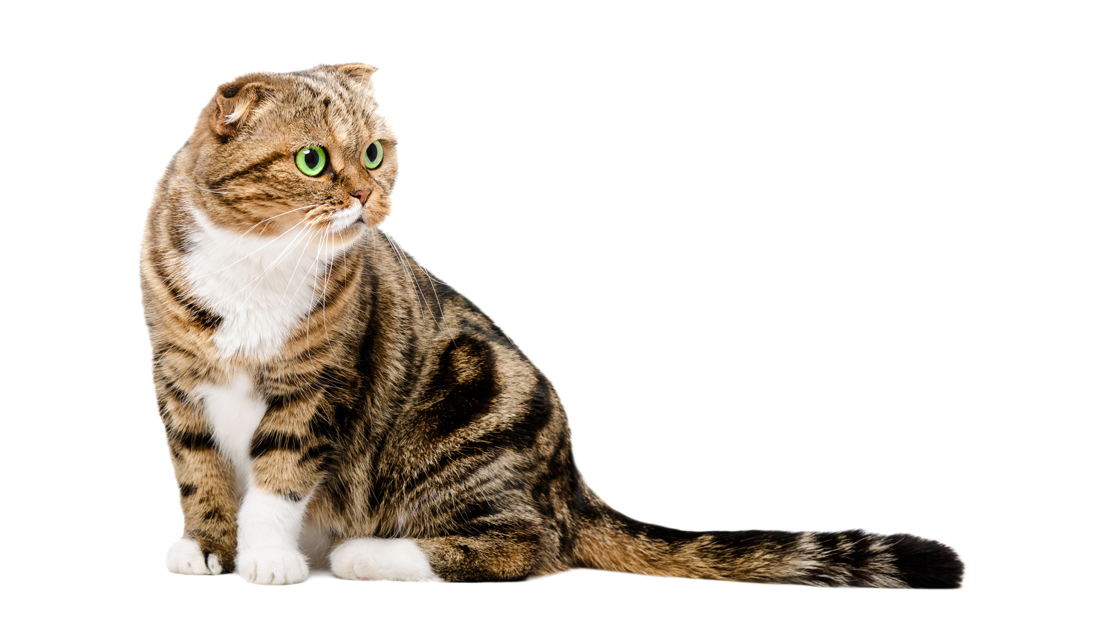 Шотландский вислоухий кот на белом фоне