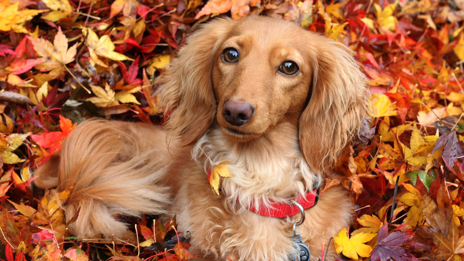 Собака породы такса лежит в желтой опавшей листве осенью