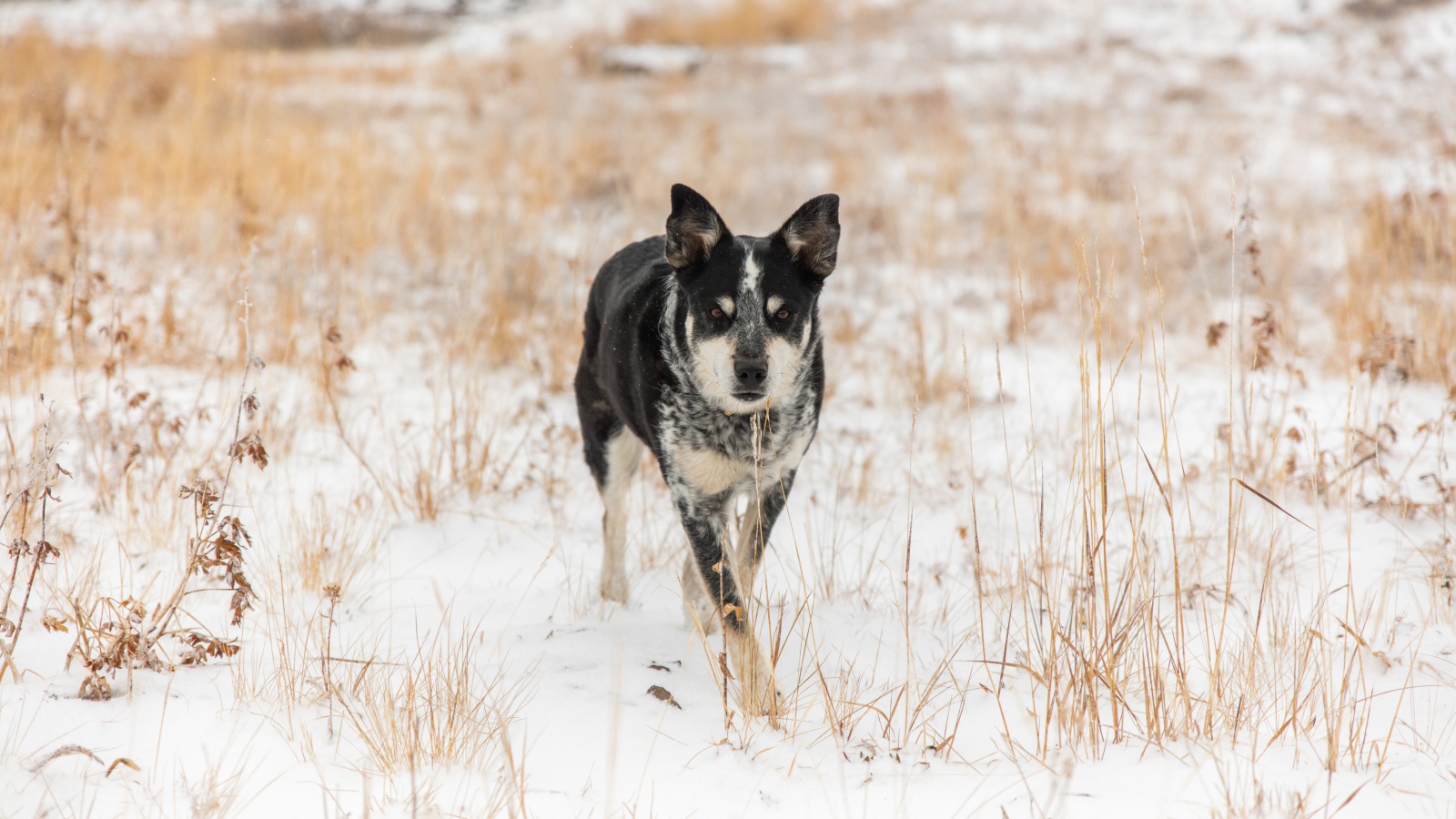 Собака идет по покрытой снегом траве