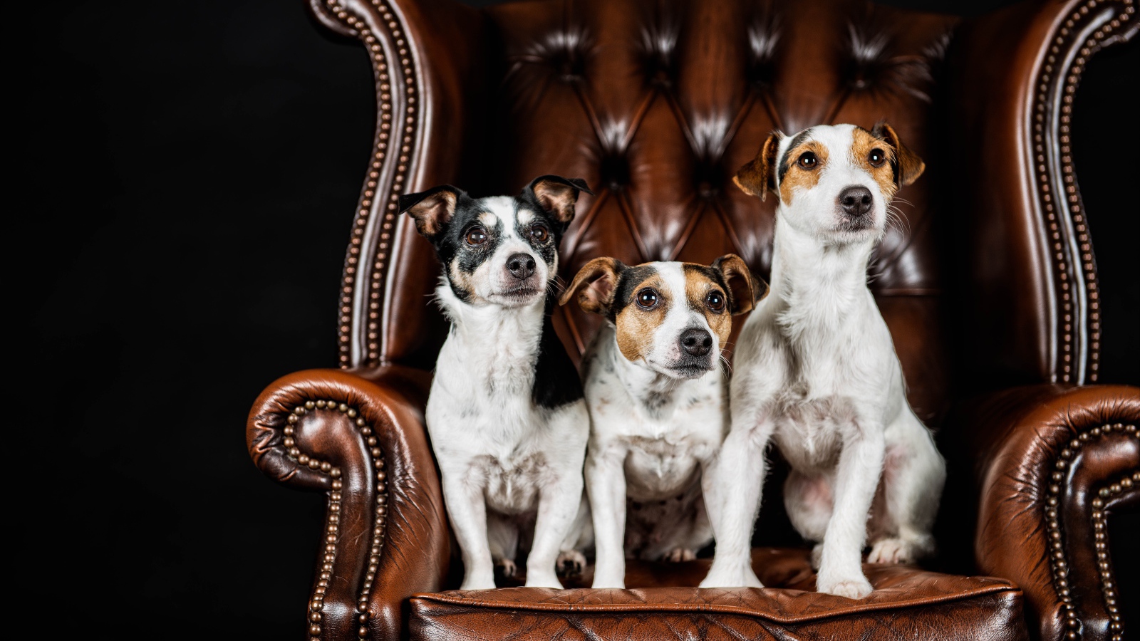 Три собаки породы Джек-рассел-терьер сидят на кожаном кресле