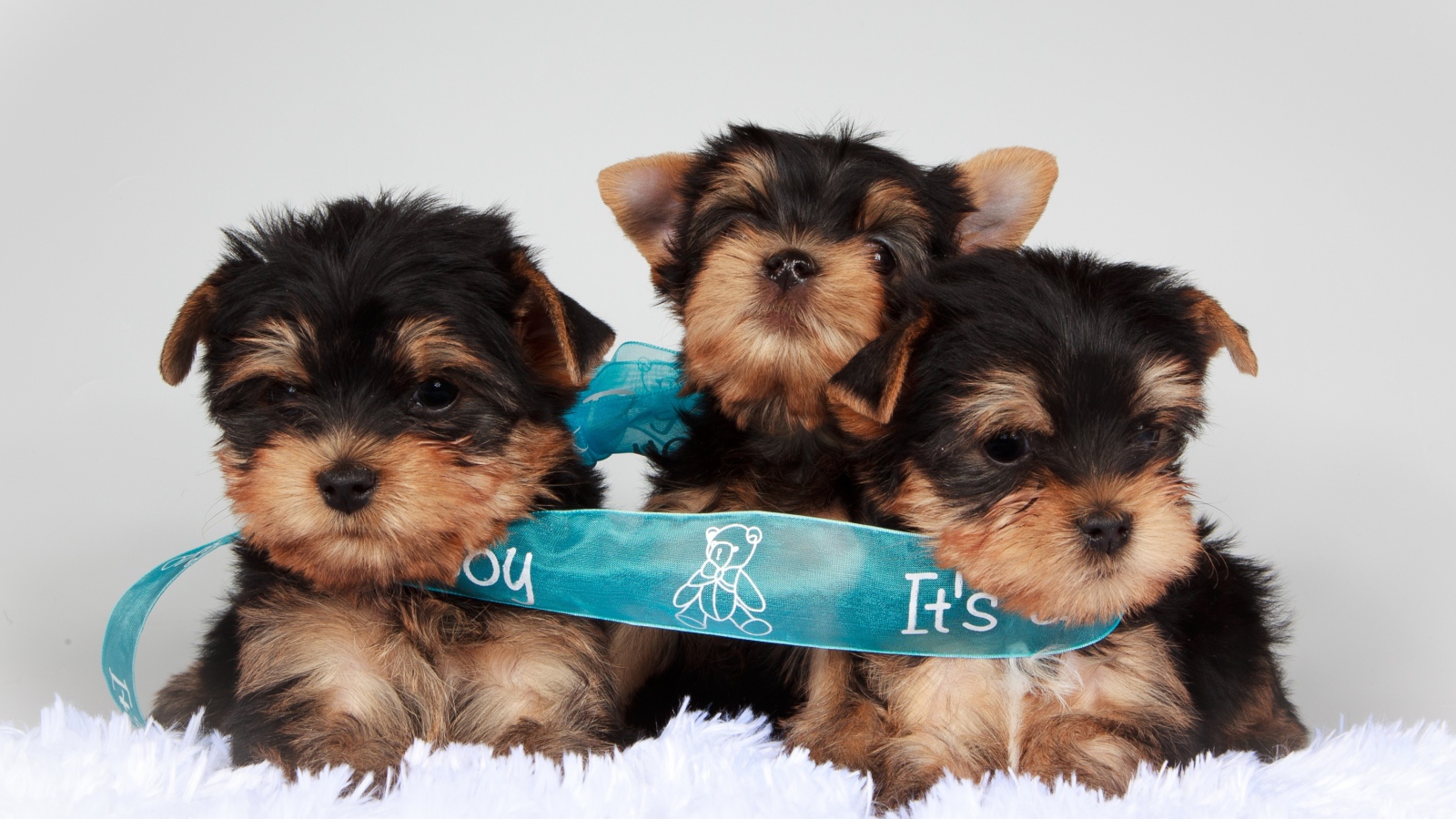 Три щенка йоркширского терьера перевязаны голубой лентой