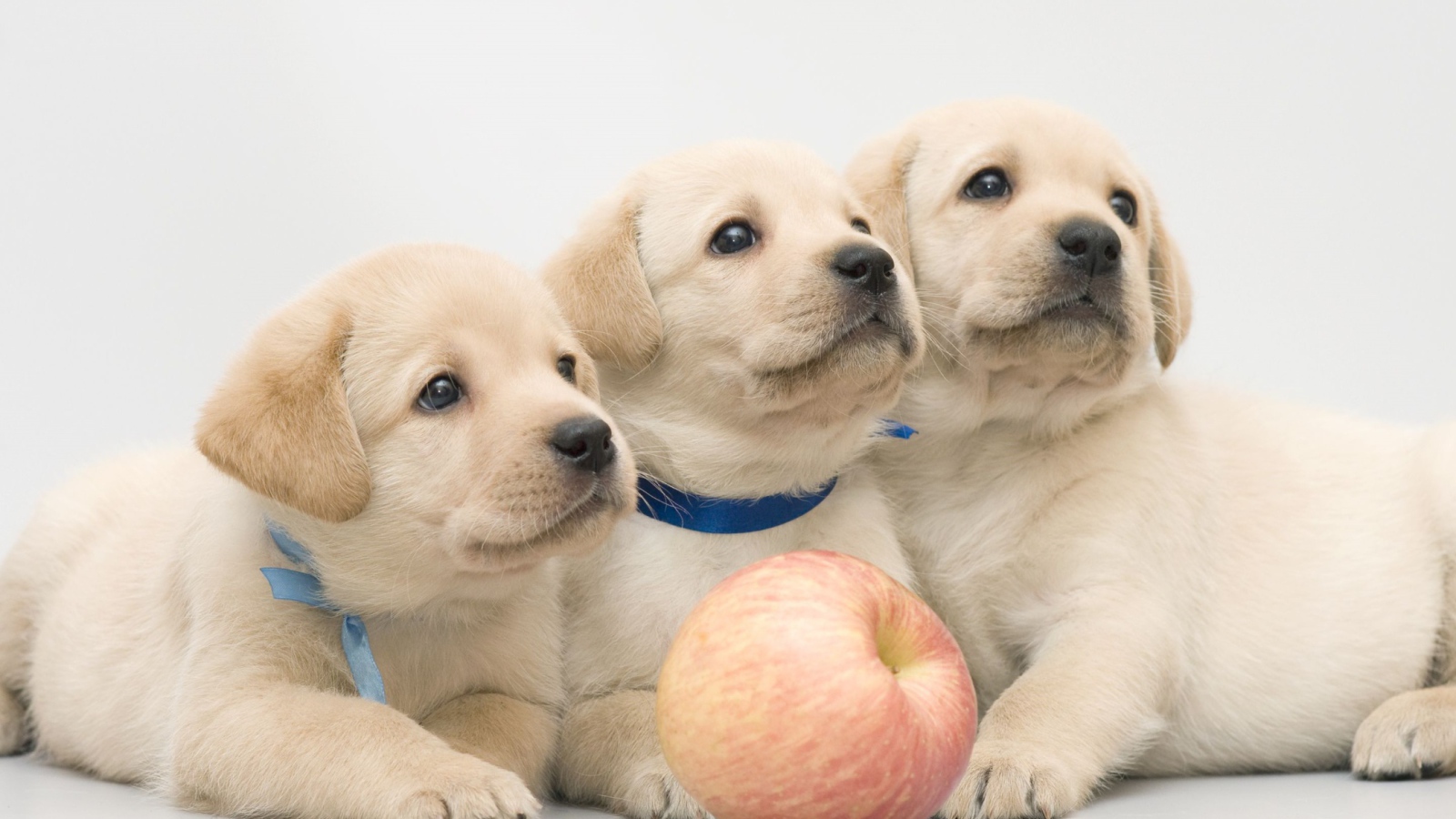 Три забавных щенка золотистого ретривера с яблоком