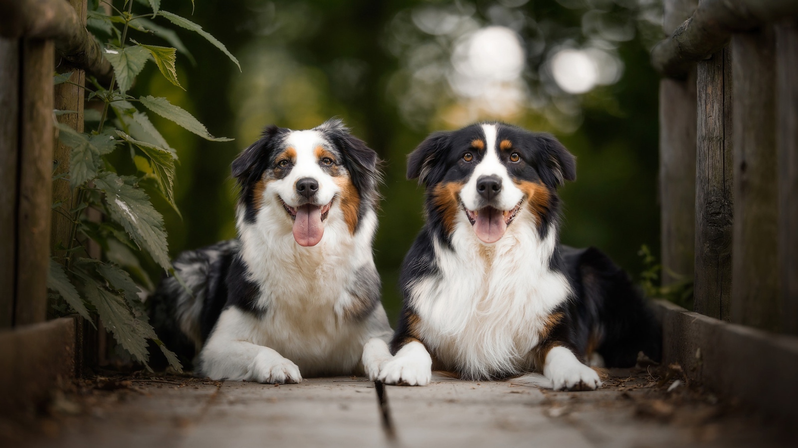 Две австралийские овчарки лежат в высунутым языком