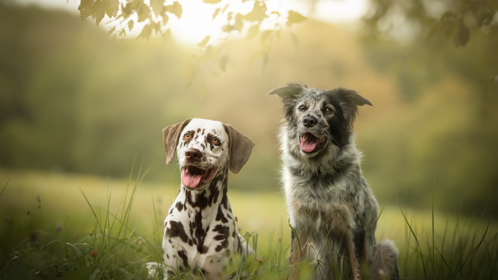 Две собаки породы далматин и Австралийская Овчарка сидят на траве