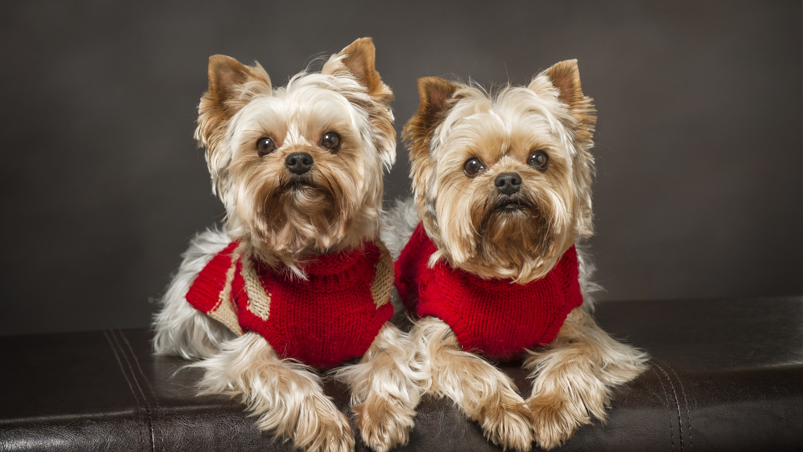 Два йоркширских терьера в красных свитерах