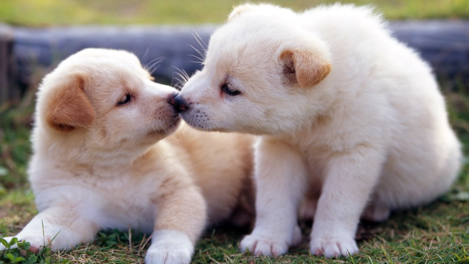 Два маленьких  забавных щенка золотистого ретривера 