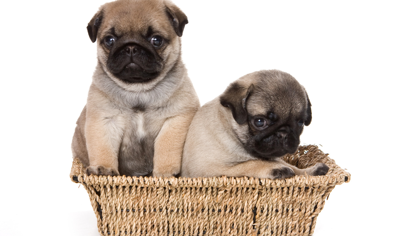 Два маленьких щенка мопса в корзине на белом фоне