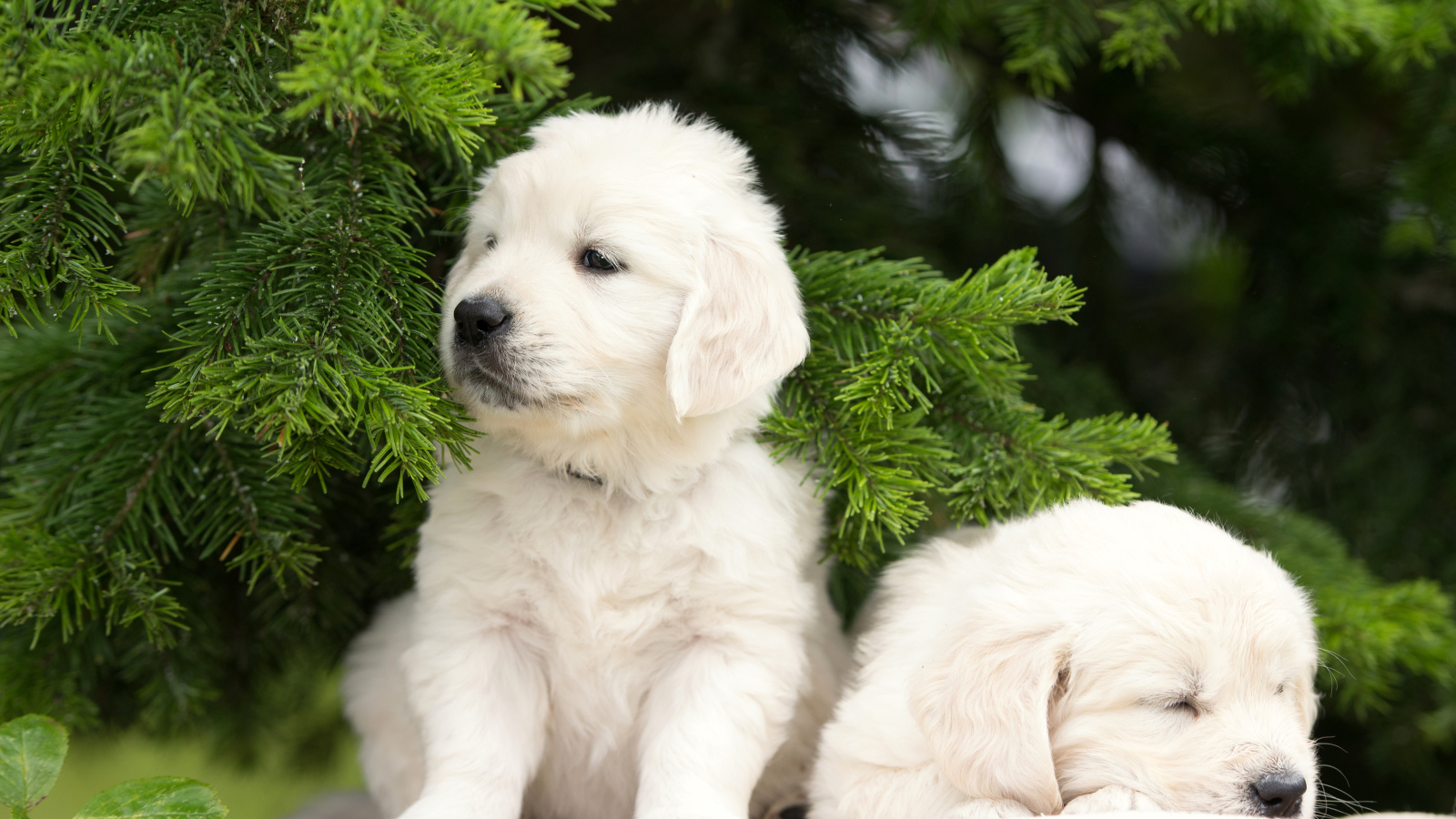 Два щенка золотистого ретривера у зеленой ветки ели