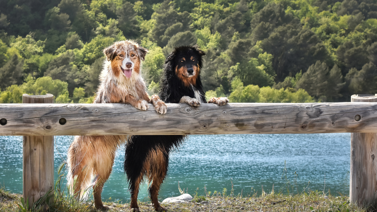 Две мокрых собаки породы Австралийская Овчарка