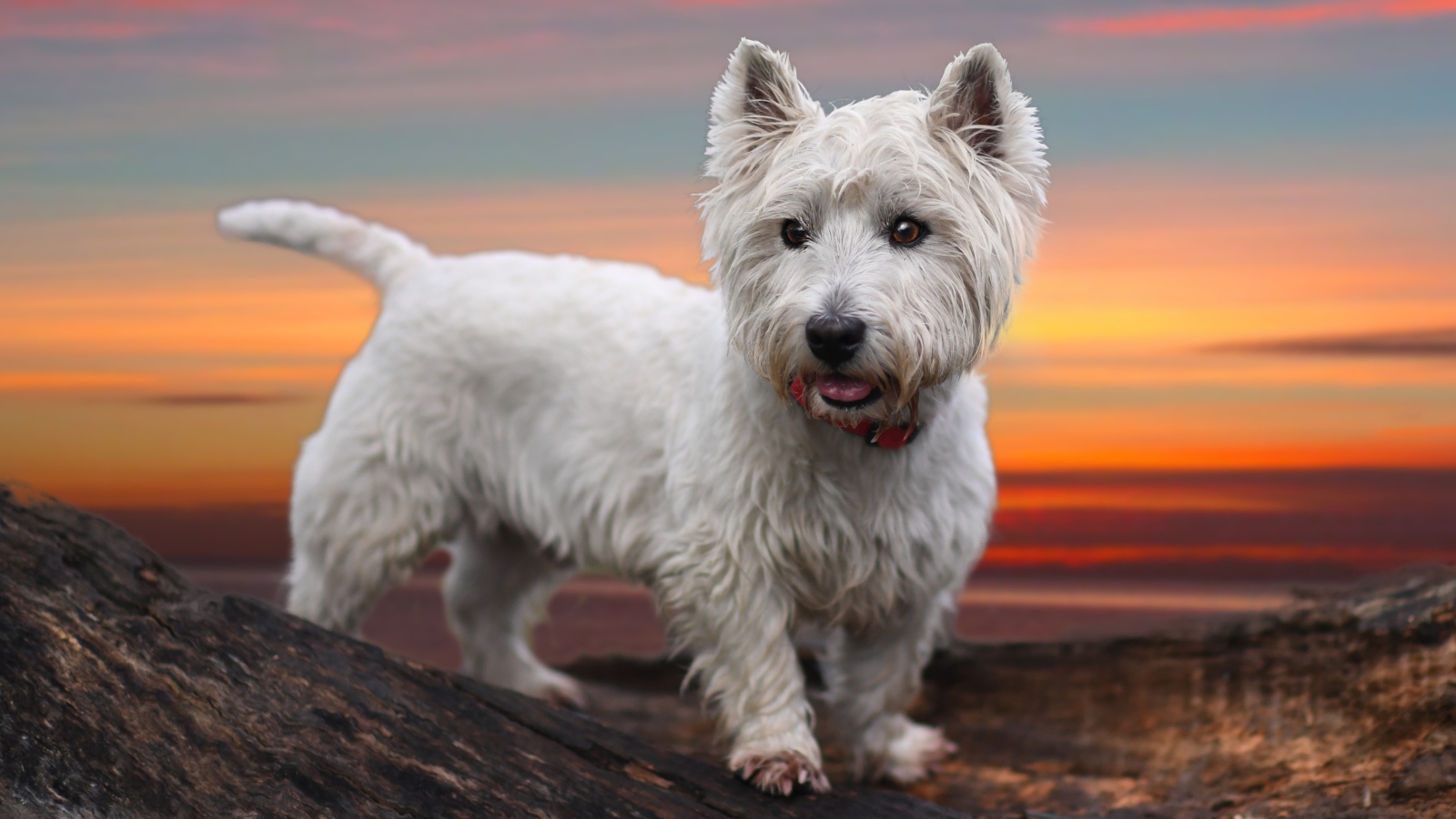 Белый забавный щенок вест-хайленд-уайт-терьер на фоне неба