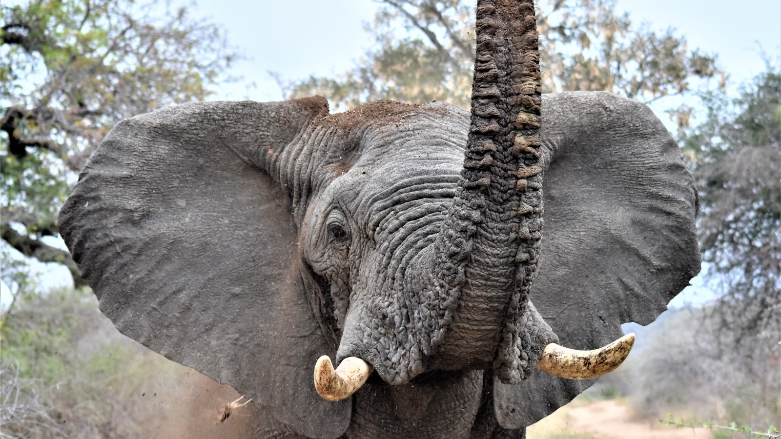 Большой серый слон с поднятым хоботом