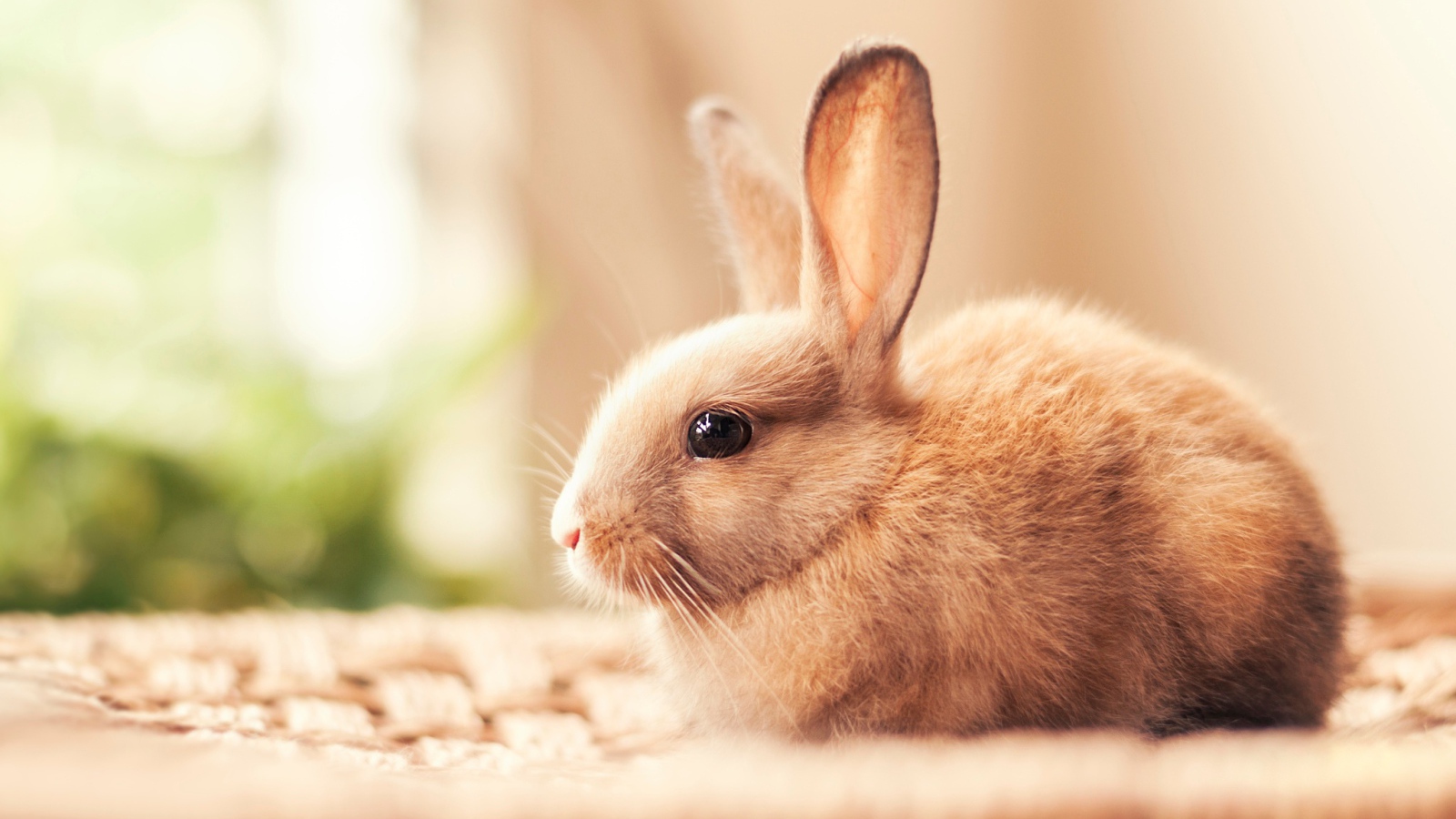 A small beautiful decorative rabbit