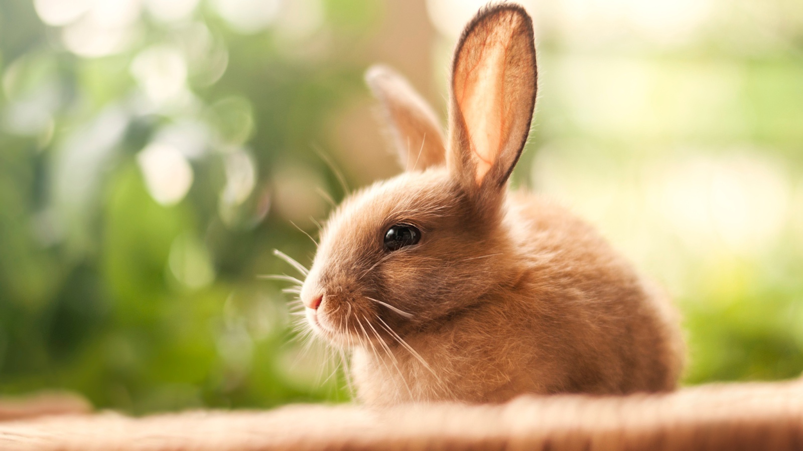 Милый декоративный кролик с длинными ушами 