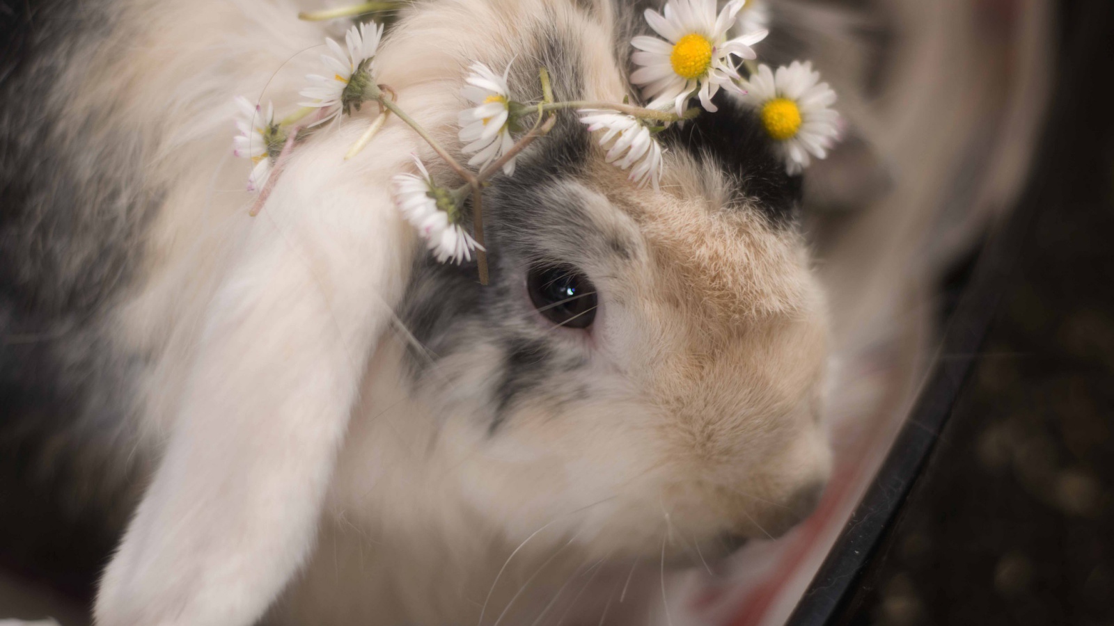 Small decorative rabbit with chamomiles