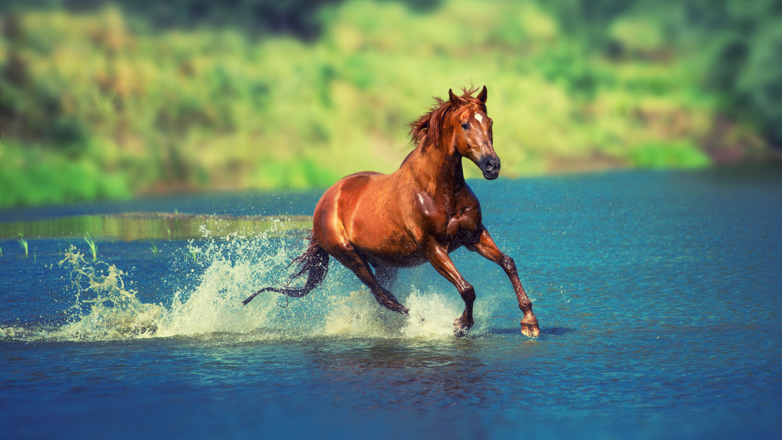 A brown horse jumps on the water