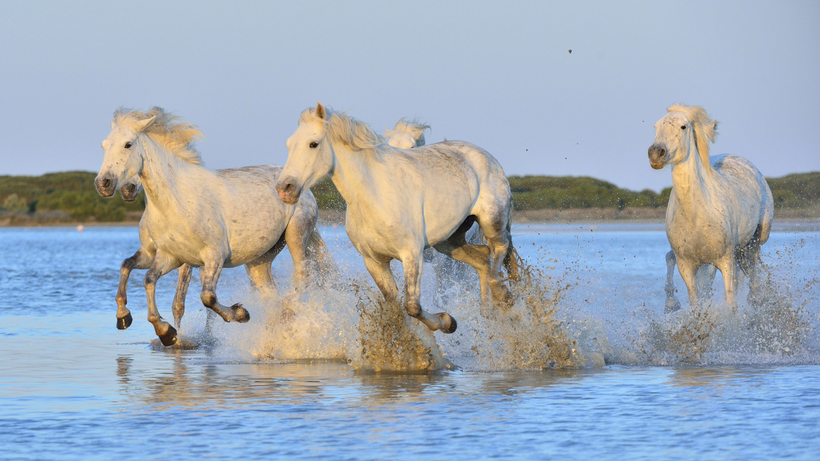 Белые лошади бегут по воде