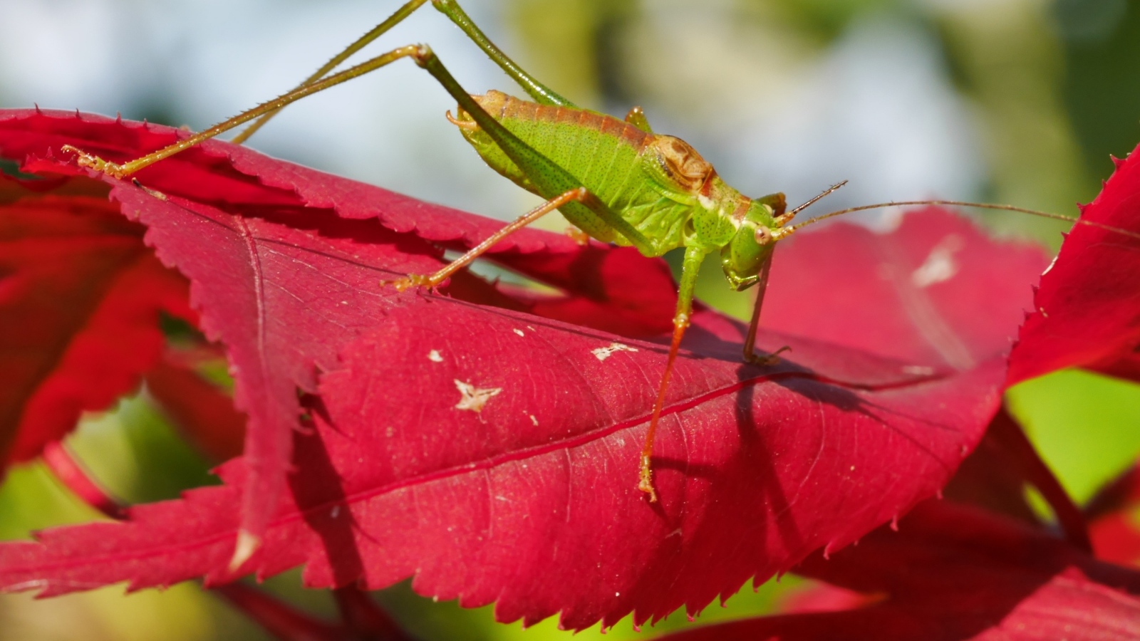 Зеленый кузнечик на красном листе 