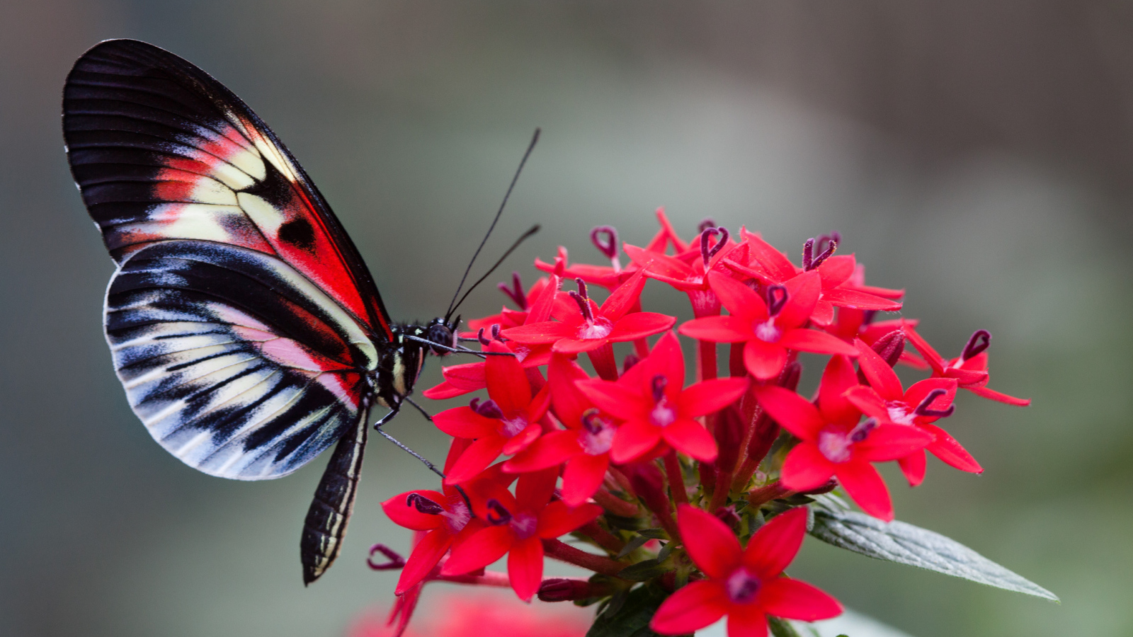 Красивая бабочка на красном цветке