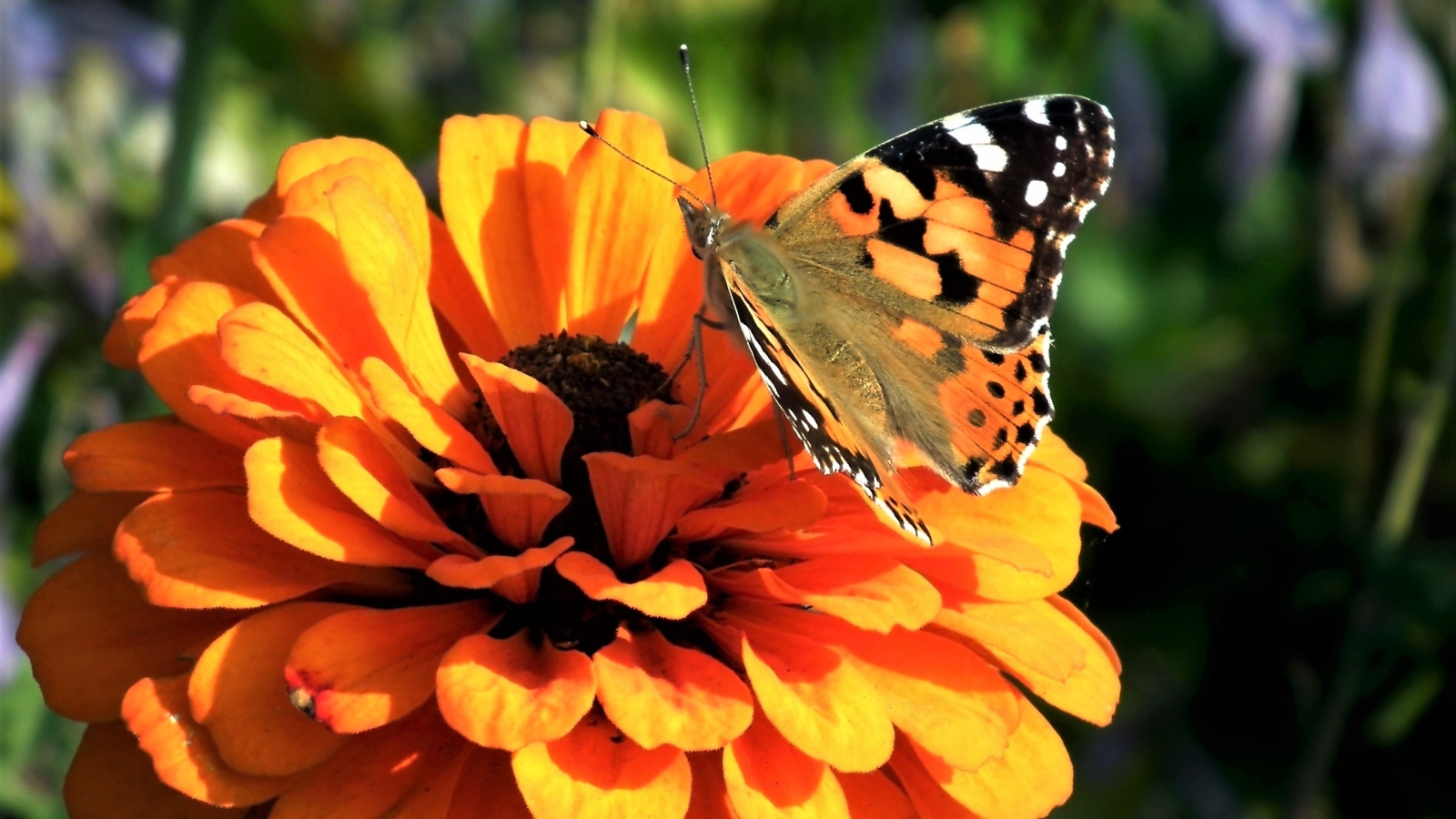 Красивая бабочка сидит на оранжевом цветке цинния