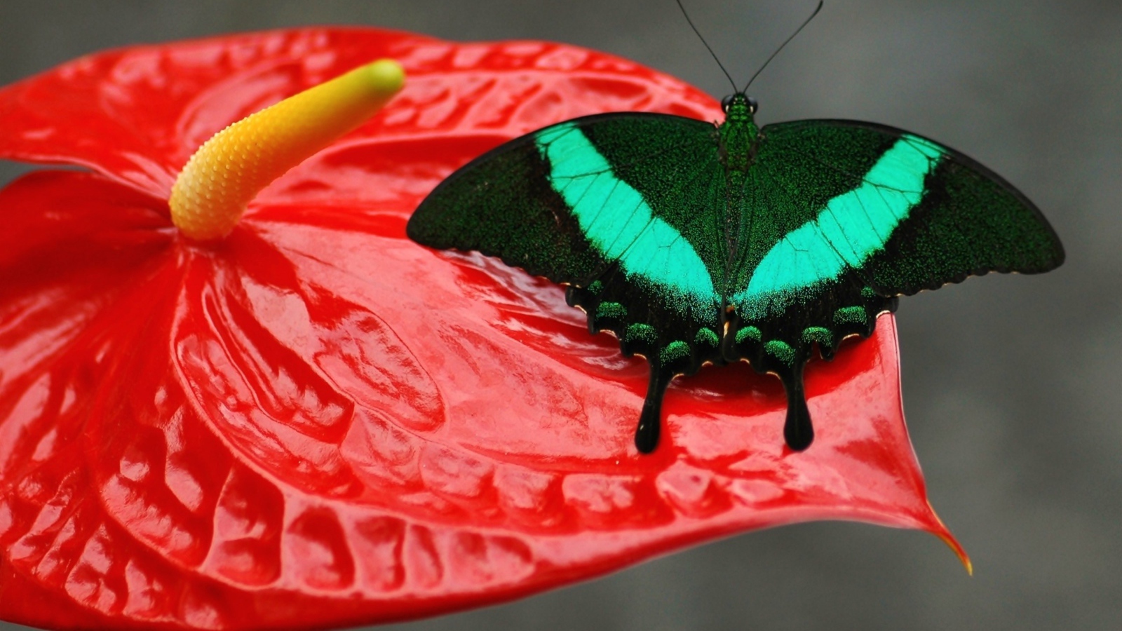 Красивая зеленая бабочка сидит на красном цветке