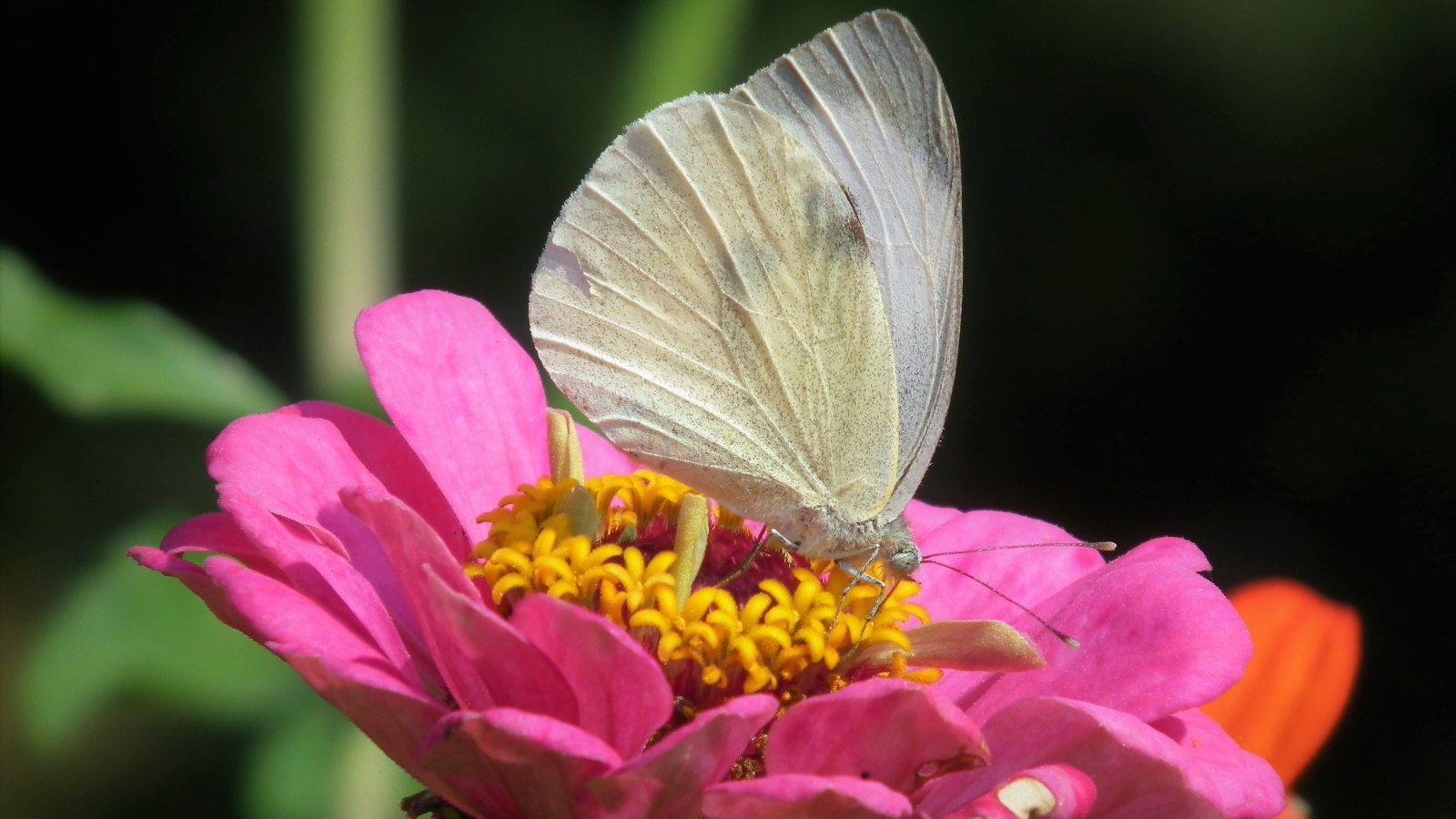 Красивая белая бабочка сидит на розовом цветке