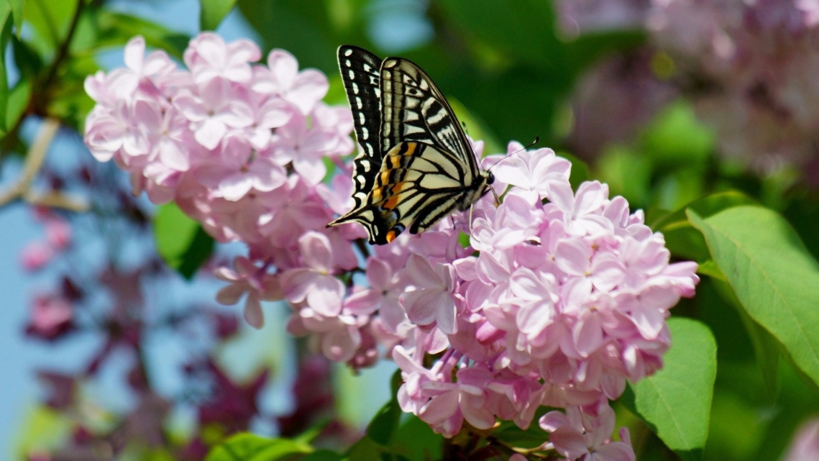 Бабочка махаон на ветке розовой сирени 