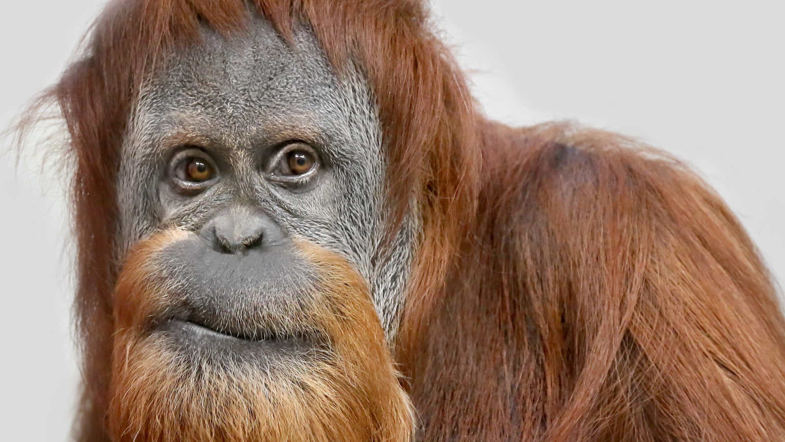 Взгляд большой самки орангутанга 