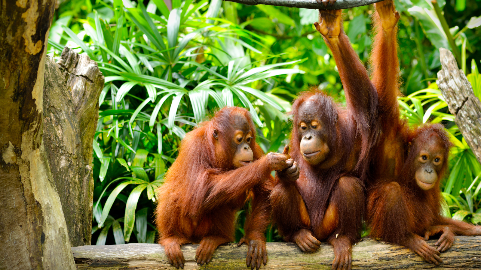 Семья орангутангов сидит на ветке
