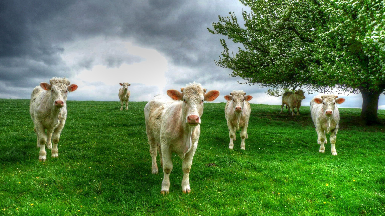 Белые коровы пасутся на зеленом лугу