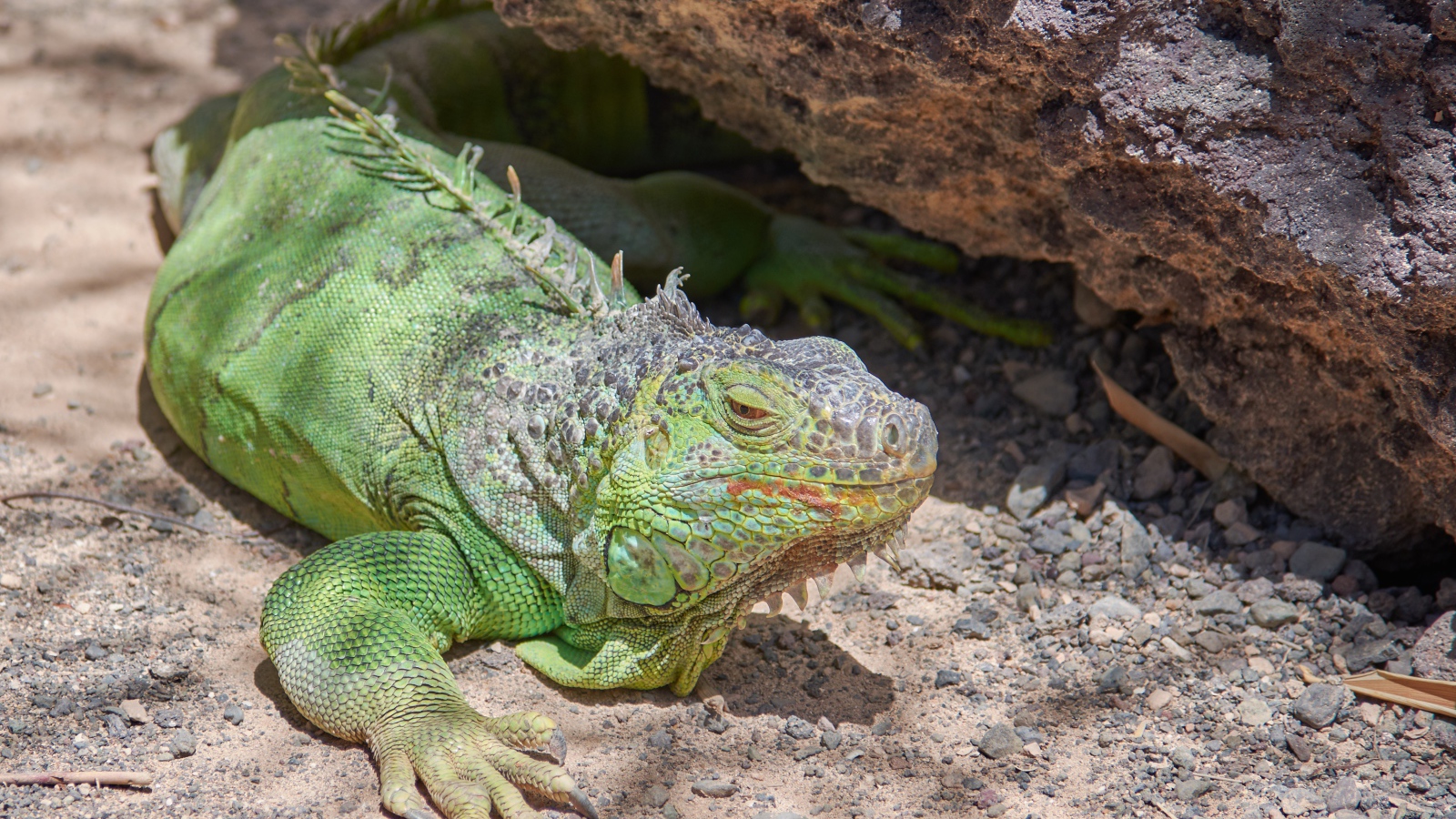 Большая зеленая игуана отдыхает на солнце