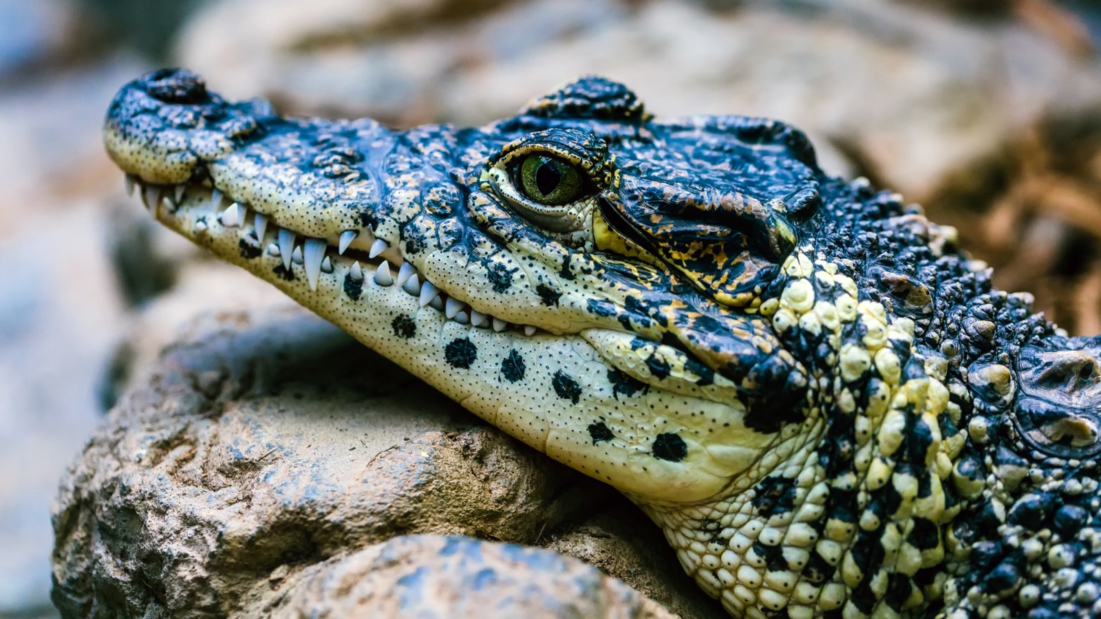 Крокодил отдыхает на камне 