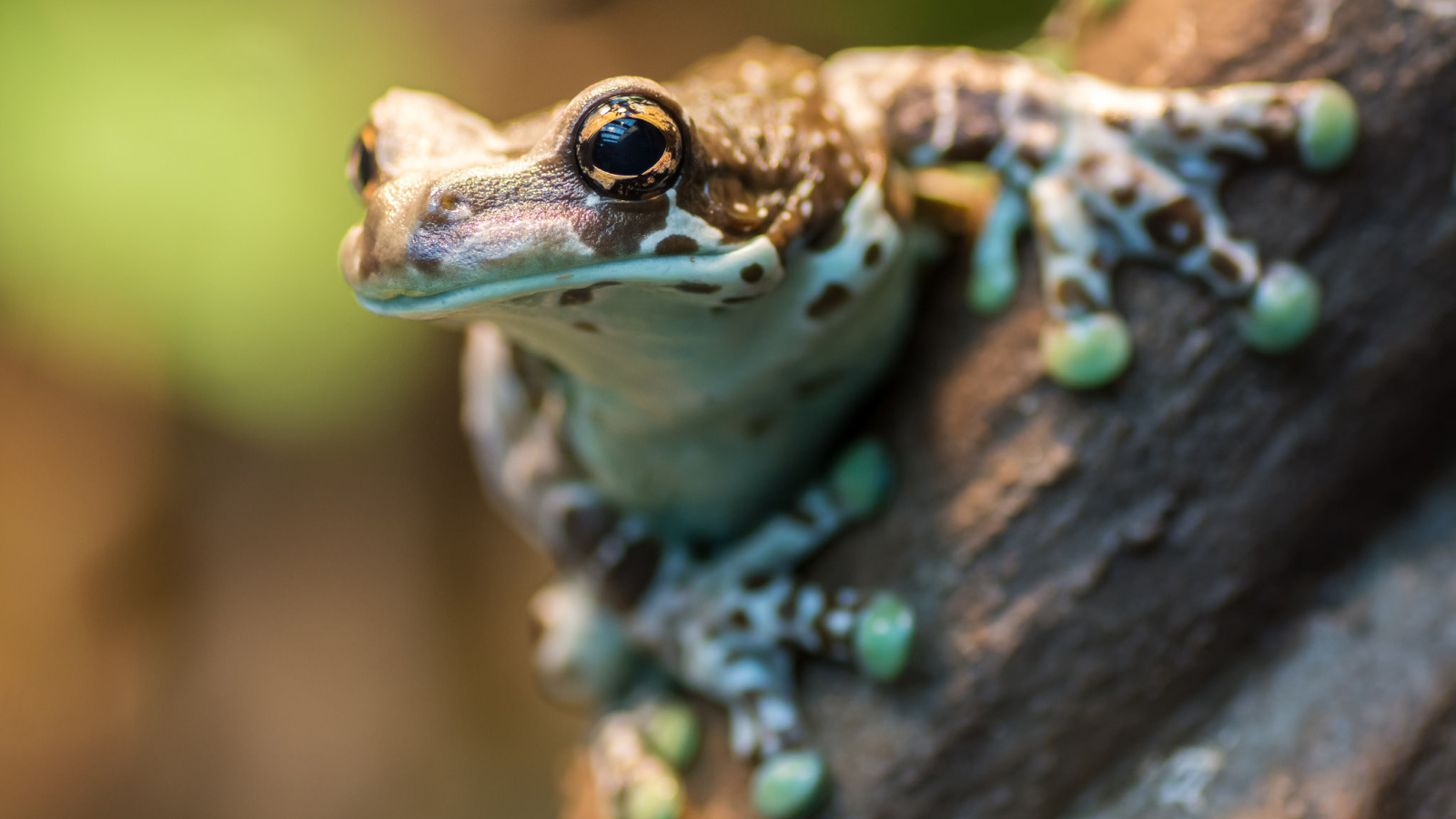 Лягушка на дереве крупным планом 