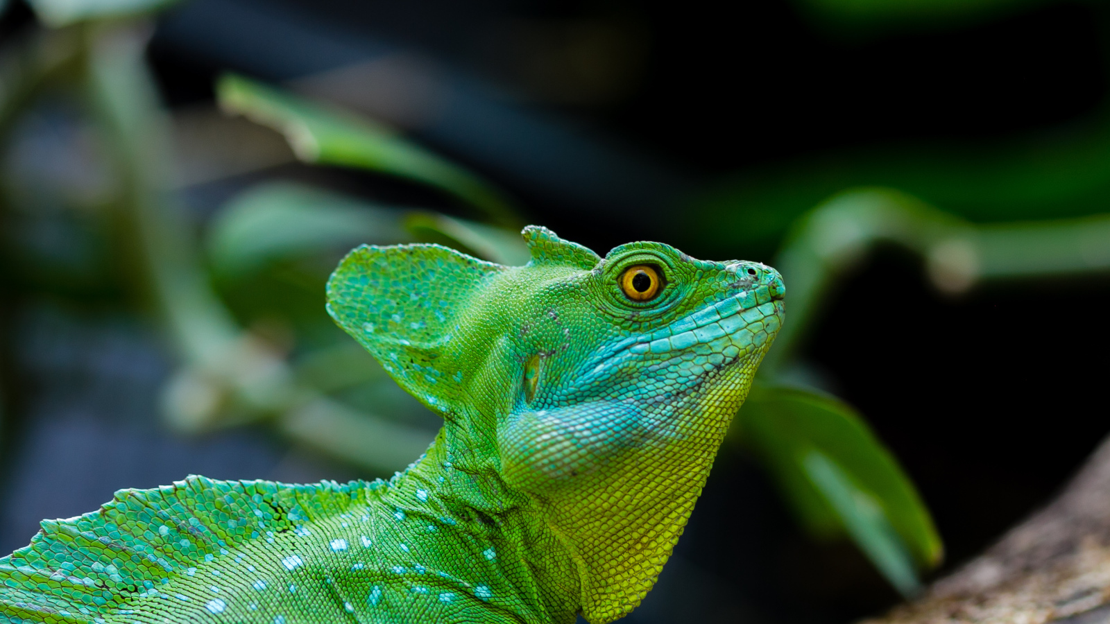 Зеленый ящер василиск с желтыми глазами 