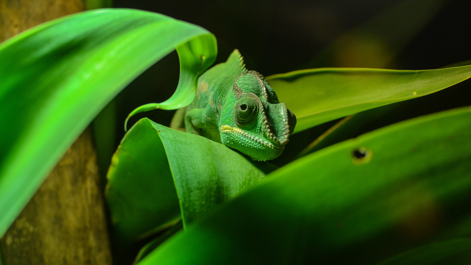 Зеленый хамелеон спрятался в зеленых листьях 