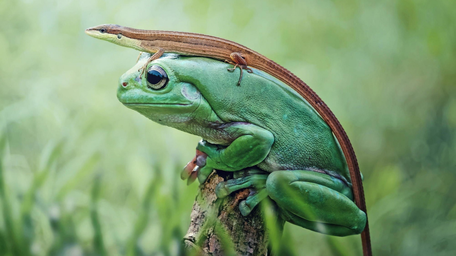 Ящерица сидит на большой зеленой лягушке 